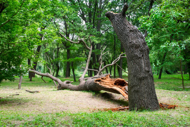 How Our Tree Care Process Works  in  Culpeper, VA