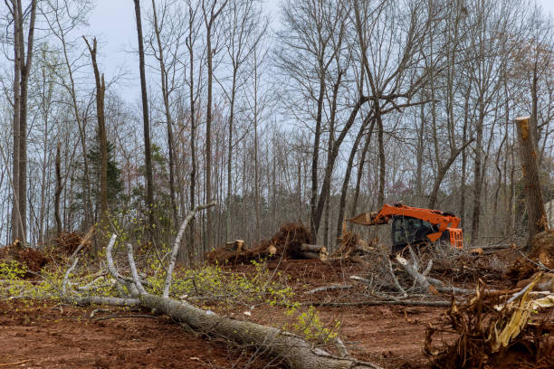 Best Firewood Processing and Delivery  in Culpeper, VA